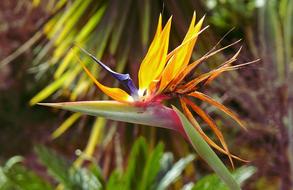 Flower Nature Beautiful