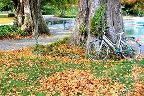 bicycle by a tree in the woods