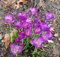 crocus flower purple spring plant