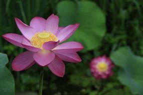 Lotus Plants Nature