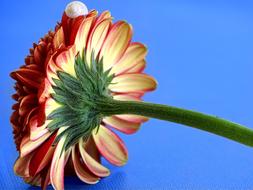 Gerbera Blossom Bloom Close