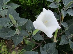 Datura Flower