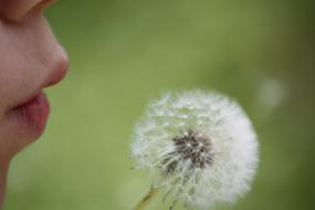 Dandelion Macro Common