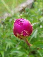 Peony Grass Green