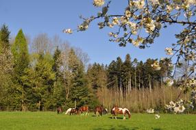 Tree Nature Landscape