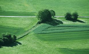 Lane Arable Meadow