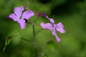 Flower Garden Summer