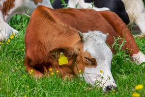 Cow Animal Brown White
