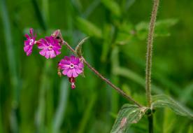 Campion Cloves Flower