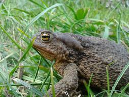 Amphibian Land Frog Toad