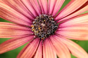 Flower Nature Plant