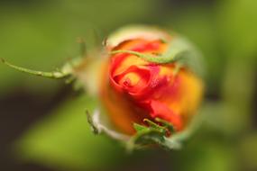 Nature Flower Outdoors macro blur