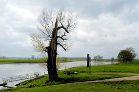Tree Landscape Nature