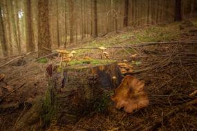 Tree Stump Brown Green