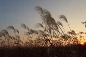sunset in the field