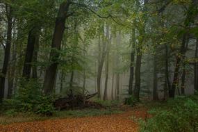 Forest Foggy Nature