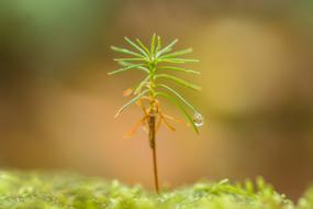 Mini Trees Drop Of Water