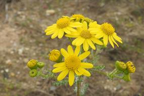 yellow daisies in the woods