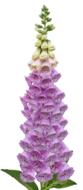Foxglove Digitalis Flower