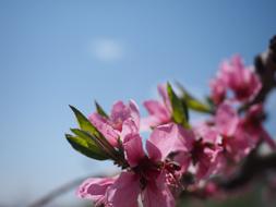Spring Flower Peach