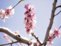 Spring Flower Peach Blossom Blue