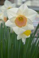 Daffodil Flower Spring