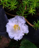 Flower Rose White