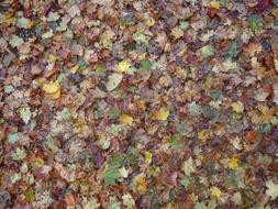 Fall Foliage Leaves Discolored