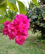 Flower Bougainvillea Red