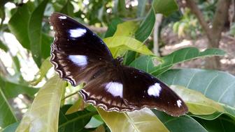 Nature Outdoors Insect