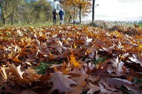 Autumn Fallen Leaves Colored
