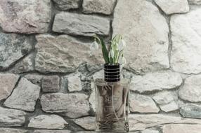 Snowdrop Blossom Bloom Natural