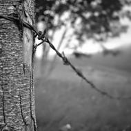 Tree Nature Wood-Fibre Boards