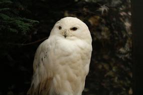 Nature Bird Animal World