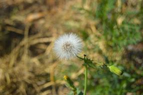 Grinder Dandelion Plant Wildlife