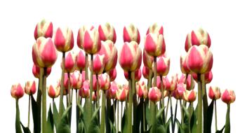 Spring Tulips Easter