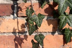 Leaf Creeper Ivy