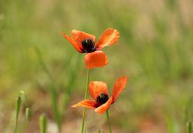 Poppies Poppy Flower Wildflowers