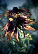 Nature Flower At The Court Of