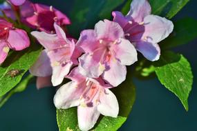 Jasmin Jasmine Flower Mock Orange