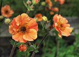 Flower Garden Orange