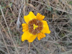 Park Ibitipoca Yellow Flower