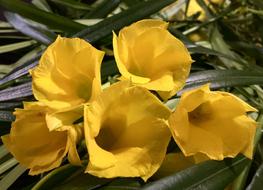 yellow beautiful flower bouquet