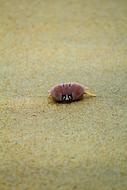 Beach Sand Ocean