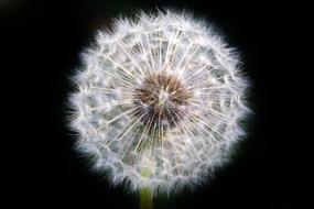 Dandelion Seeds
