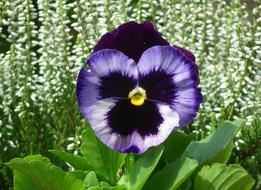 Flower Pansy Colored