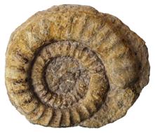 Fossils Petrification Ammonites
