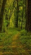 Wood Nature Tree