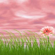 Background Nature Flower Pink