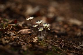 Nature Outdoors Plants